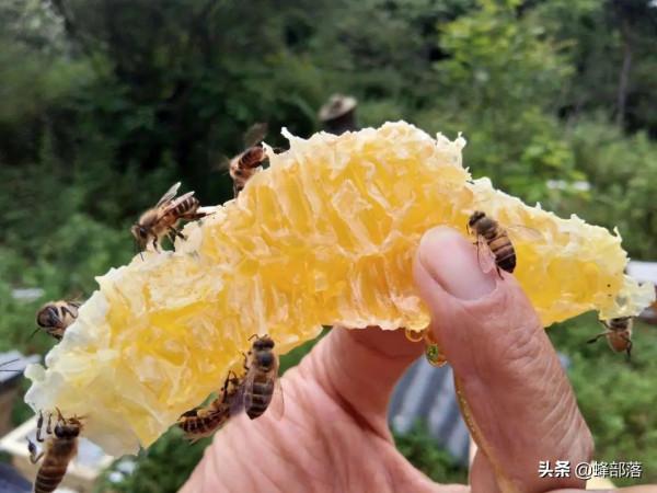 我國油菜很多，為啥市面上的菜花蜜卻很少？4個去處，業內不願說