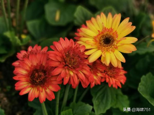 雲臺花園花的海洋