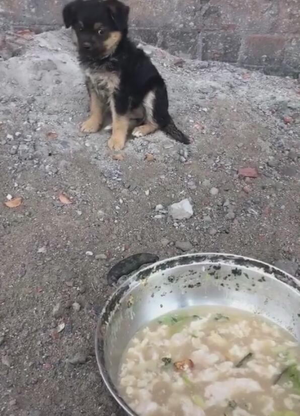 在路邊撿到個小奶狗，膽小到不敢吃飯，但是人走開之後反應異常