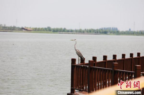 南宮湖溼地公園：昔日舊坑塘成鳥類天堂