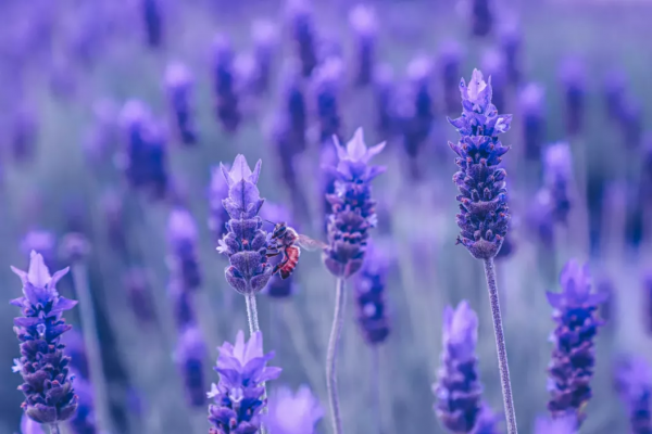 一聽見“邊境”，就忍不住想去