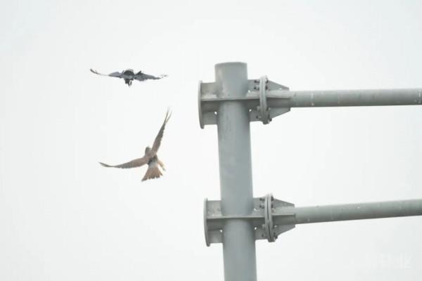 野保月丨來認識喜愛在城市生活的猛禽