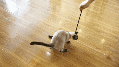 這些貓咪，很適合“孤獨”的人養，性格很粘人