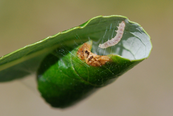 瞧,牆上有隻“T”字型的飛蟲 瞧,牆上有隻“T”字型的飛蟲