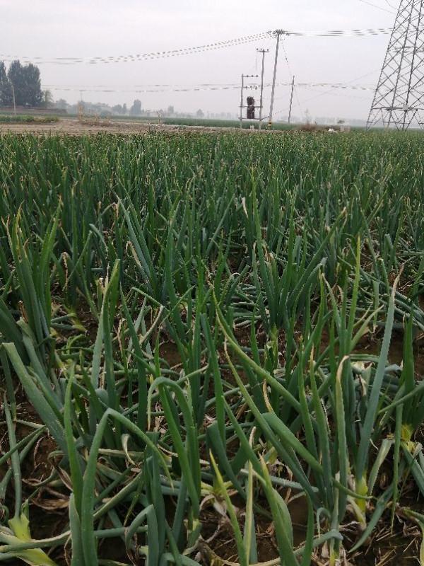 價格突破1.5元 價格突破1.5元