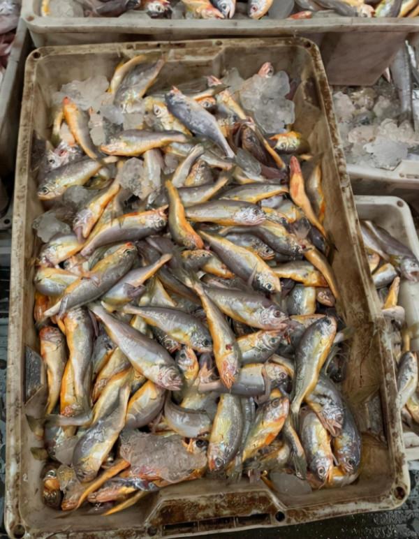 含“寄生蟲”最多的3種海鮮,沒營養還貴,很多人還天天吃 含“寄生蟲”最多的3種海鮮,沒營養還貴,很多人還天天吃