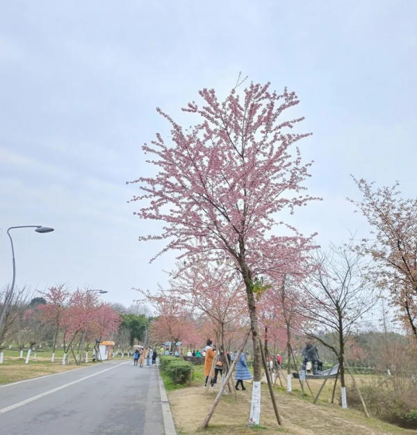 速來打卡！青龍湖超美冬櫻花上線~