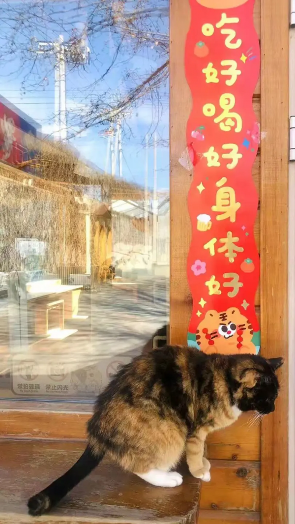 小貓咪都是怎樣&OpenCurlyDoubleQuote;爭寵&rdquo;的？