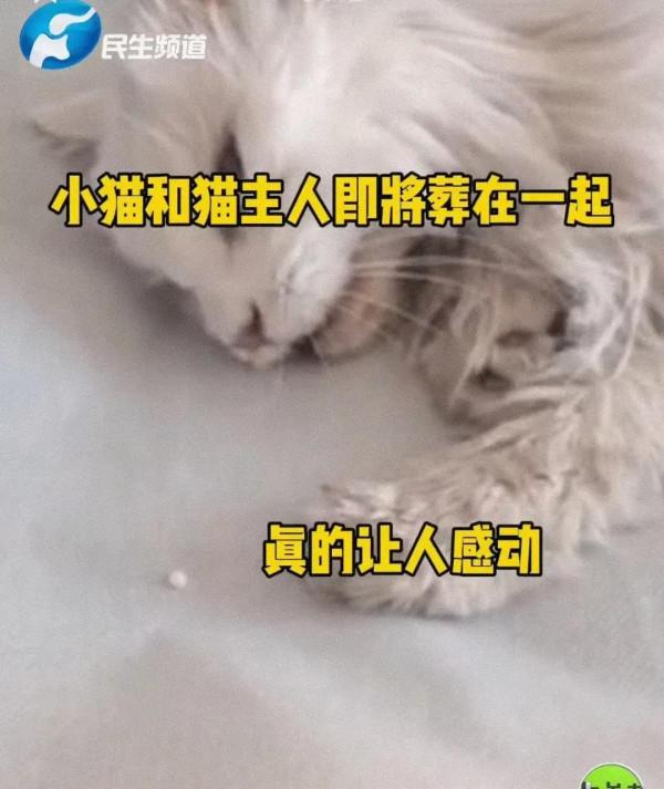 老太太去世，小貓絕食隨後而去