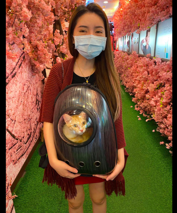 貓咪一個半月沒出門,家裡只有一隻狗狗,卻被醫生告知它懷孕了? 貓咪一個半月沒出門,家裡只有一隻狗狗,卻被醫生告知它懷孕了?