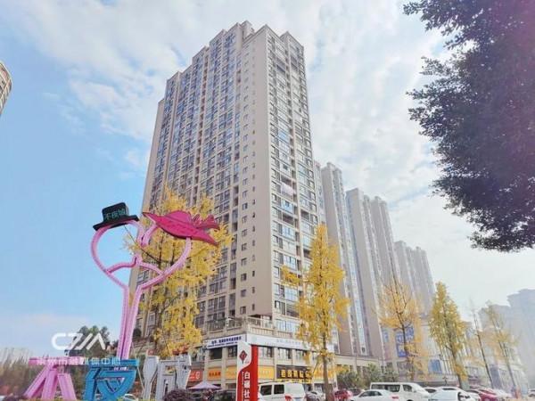 滿城銀杏黃！金燦燦的城區觀賞圖鑑來了