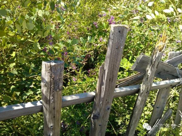 加格達奇深林歷險記