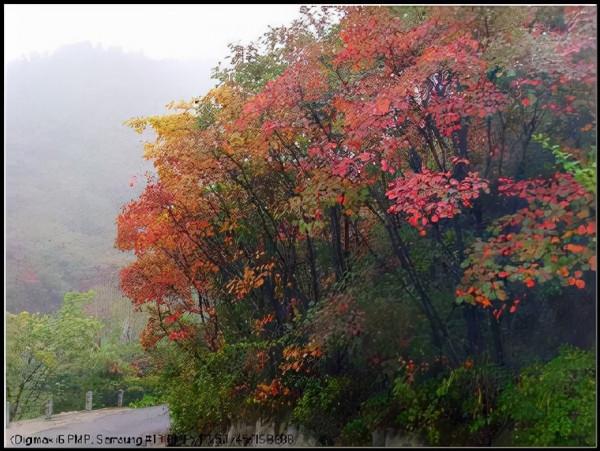 秋遊紅葉谷 秋遊紅葉谷