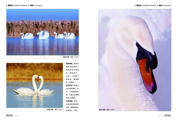 《鄂爾多斯鳥類》鳥種選登-疣鼻天鵝 《鄂爾多斯鳥類》鳥種選登-疣鼻天鵝