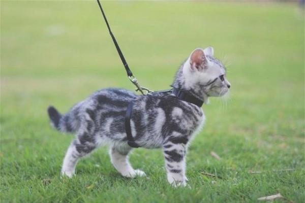 為什麼“英短”比“美短”受歡迎？原來是這幾點原因