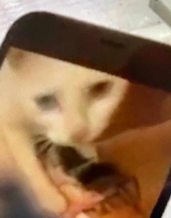 所以於正劇組虐貓了嗎