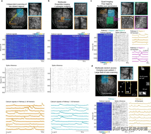一款雙光子顯微鏡提供了前所未有的大腦成像能力 一款雙光子顯微鏡提供了前所未有的大腦成像能力