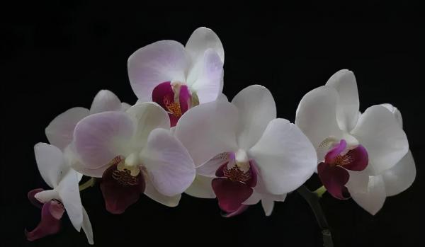 蘭花：部分種類圖鑑