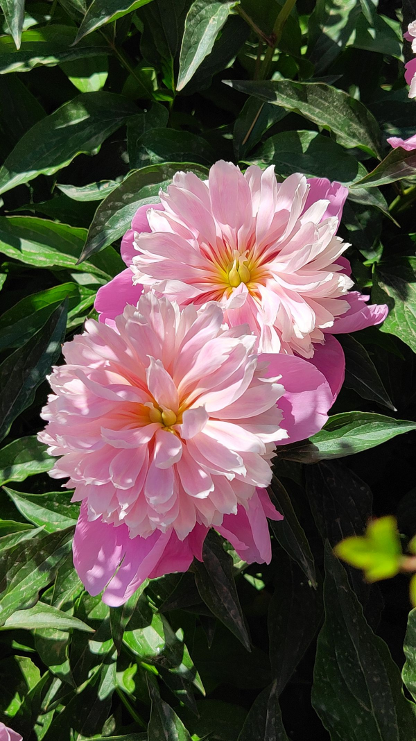 7種植物作用大,是老中醫的好幫手,在家養一盆,養人養身心 7種植物作用大,是老中醫的好幫手,在家養一盆,養人養身心