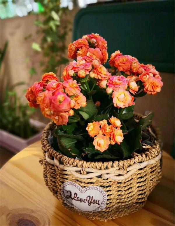 名字“好聽”的五種花，適合室內養，好養又大氣，越養越舒心