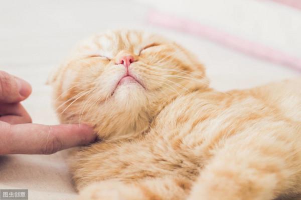 闢謠：貓對食物做掩埋動作是因為不滿意？事實上，原因不止於此