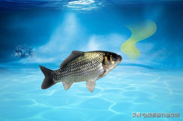 哪種魚最好釣?新手學釣魚,拿什麼魚練手?最好釣的四種淡水魚 哪種魚最好釣?新手學釣魚,拿什麼魚練手?最好釣的四種淡水魚