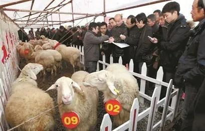 農村老人說“賣羊時千萬別讓羊販子抱羊”,這是為什麼? 農村老人說“賣羊時千萬別讓羊販子抱羊”,這是為什麼?