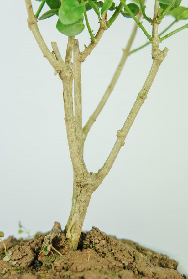 虎頭茉莉：茉莉家族顏值的天花板，它憑什麼這麼強