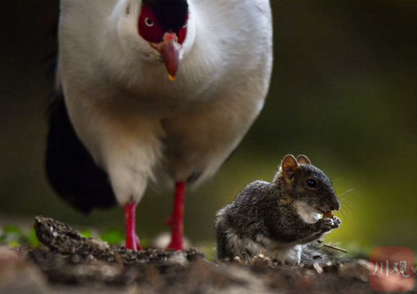 稻城偶遇白馬雞與松鼠一起生活 和諧共生畫面太治癒
