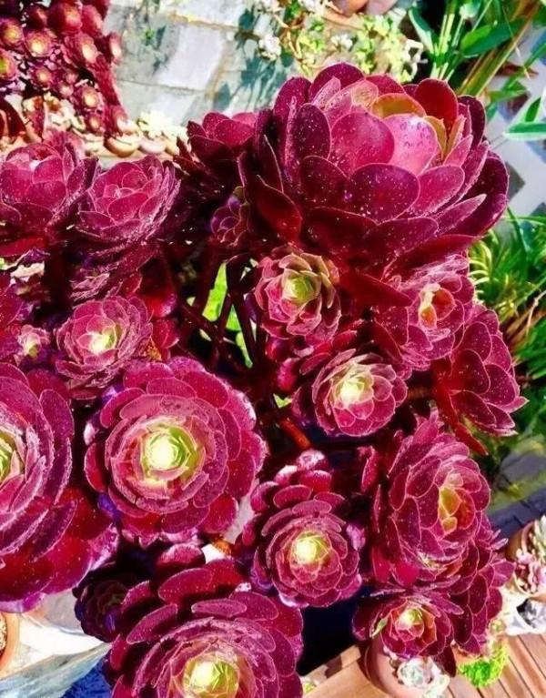 多肉植物 | 法師品種