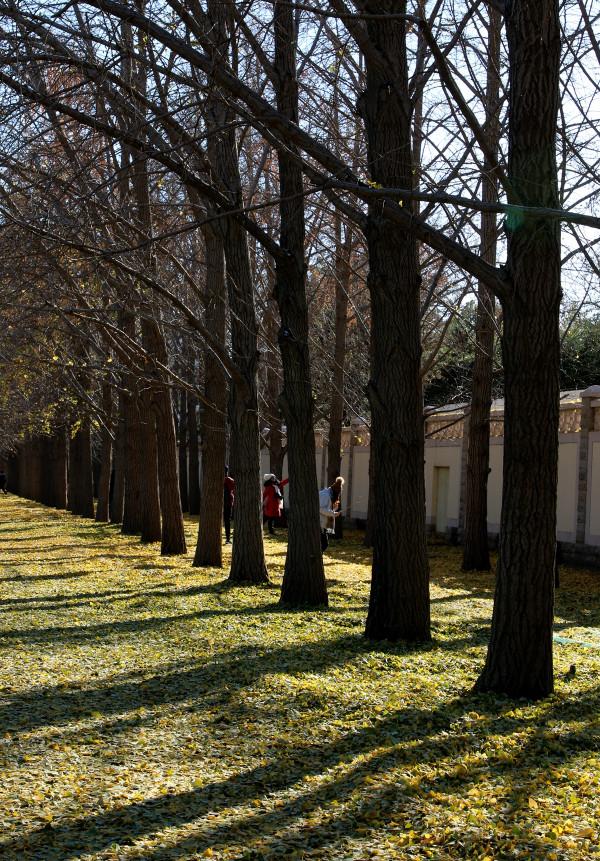 一場風雪,北京釣魚臺鋪就“金色大道” 一場風雪,北京釣魚臺鋪就“金色大道”