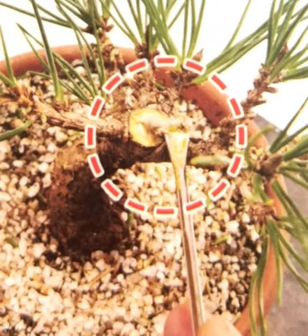 新手竟敢對黑松下手，18個月替它“逆天改命”，玩出盆景造型