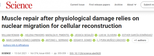 擼鐵過猛肌肉痠痛?別擔心,Science揭示受損肌肉自我修復的秘密 擼鐵過猛肌肉痠痛?別擔心,Science揭示受損肌肉自我修復的秘密