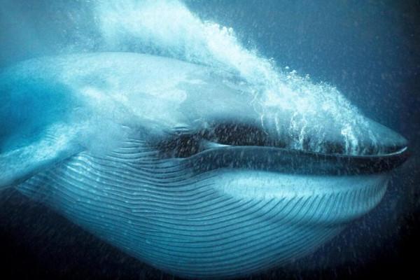 在鯨魚腹中是一種什麼感覺?一個手無寸鐵的人,還有機會逃生嗎? 在鯨魚腹中是一種什麼感覺?一個手無寸鐵的人,還有機會逃生嗎?