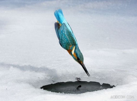 最後一隻塔斯馬尼亞虎，U-118潛艇擱淺顯真容，森林湖泊裡的怪魚