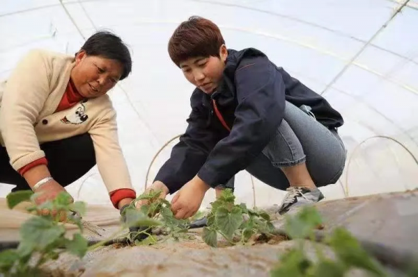 創智創業·新生代｜“90後”女大學生村支書王娟娟：強化黨建引領，走好鄉村振興路