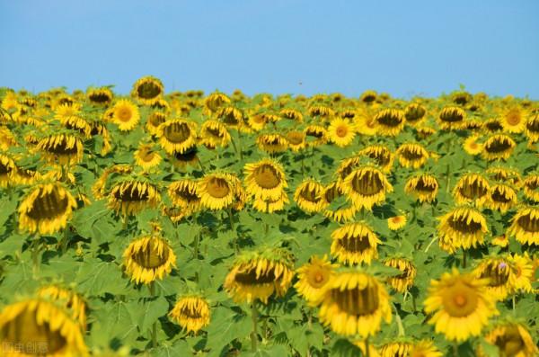 聰明的人，都會“燒冷灶”