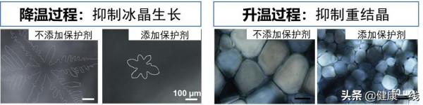 低 溫 生 物 醫 學 的 前 世 與 今 生