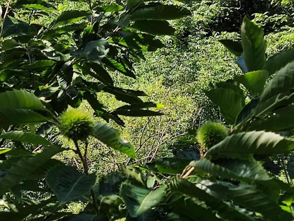 秦嶺72峪之小峪