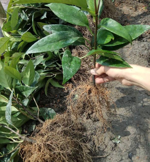 20種美味的野果子,你還記得幾種?一起來認識下,漲知識不吃虧 20種美味的野果子,你還記得幾種?一起來認識下,漲知識不吃虧