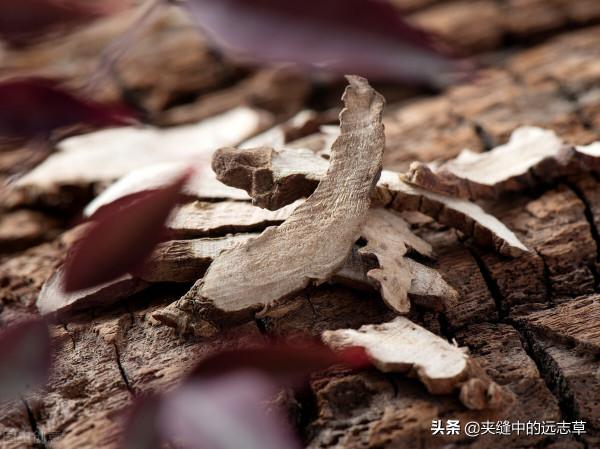 健忘也是種病?送你五味中藥,交通心腎,補氣益血,不妨來了解下 健忘也是種病?送你五味中藥,交通心腎,補氣益血,不妨來了解下