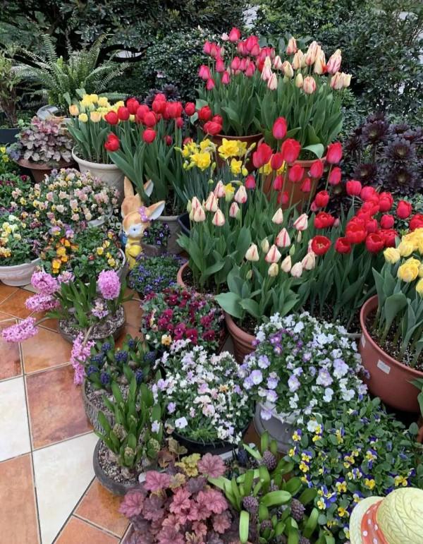 不能養在室內的五種花，別瞎往屋裡搬