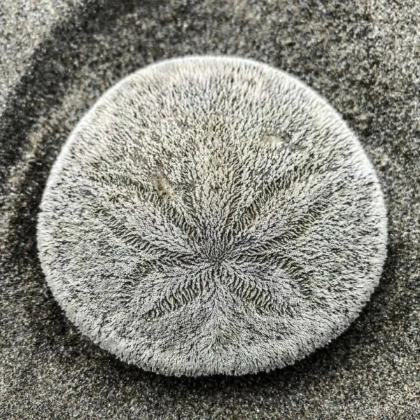 想去沙灘撿“錢”嗎?曾被誤認為是亞特蘭蒂斯人的古錢幣 想去沙灘撿“錢”嗎?曾被誤認為是亞特蘭蒂斯人的古錢幣