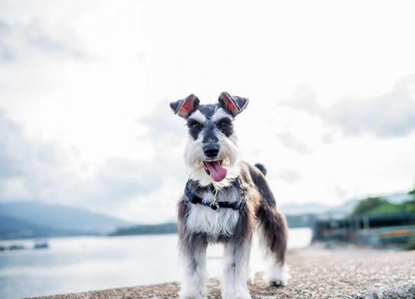 深入剖析雪納瑞犬“咬人”的5大原因 深入剖析雪納瑞犬“咬人”的5大原因