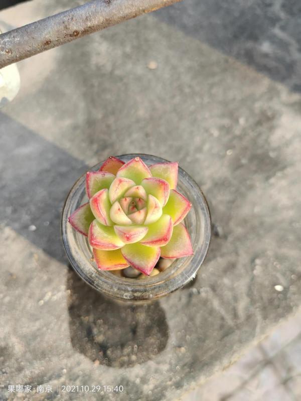 花園裡的月季在爭相開放