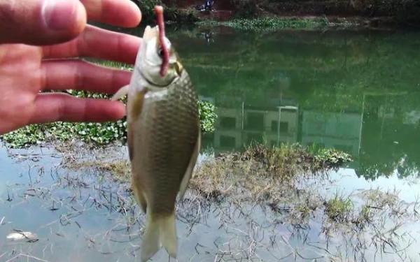 冬至過後釣魚,更需要注重哪些細節? 冬至過後釣魚,更需要注重哪些細節?