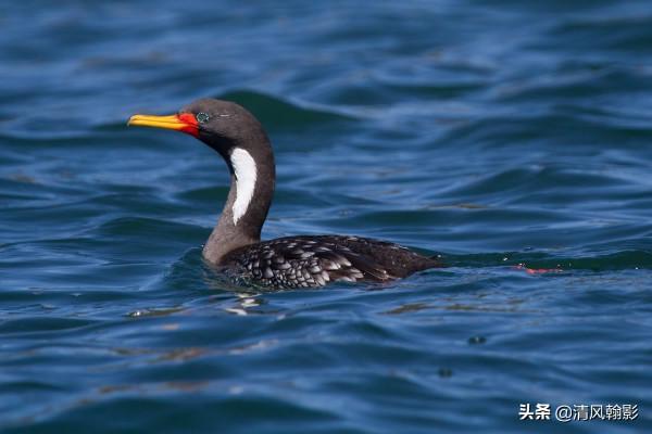 來自南極的紅腿鸕鷀,好看嗎? 來自南極的紅腿鸕鷀,好看嗎?