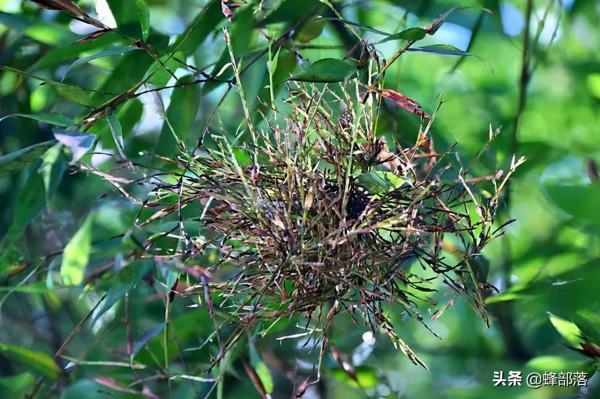 “竹子開花,馬上搬家”有啥寓意?不搬家會怎樣?3方面帶你瞭解 “竹子開花,馬上搬家”有啥寓意?不搬家會怎樣?3方面帶你瞭解