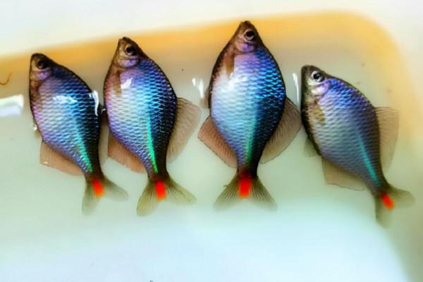 此魚長不大，繁殖離不開河蚌，曾因味苦而被嫌棄，如今10元一條