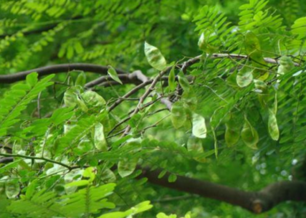 農村當柴燒,城裡高價買,這種“黃檀樹”,到底有何用? 農村當柴燒,城裡高價買,這種“黃檀樹”,到底有何用?